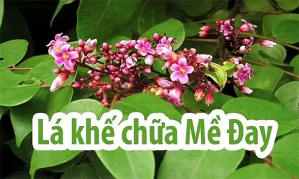 Chữa mề đay bằng lá khế Chữa mề đay bằng lá khế