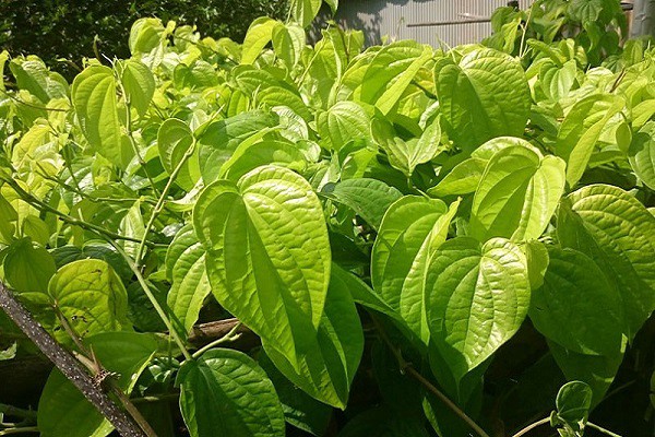 Rất nhiều chị em lựa chọn trị nám da bằng lá trầu không Rất nhiều chị em lựa chọn trị nám da bằng lá trầu không