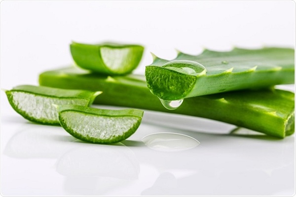 Nha đam được sử dụng rất nhiều trong y tế và làm đẹp