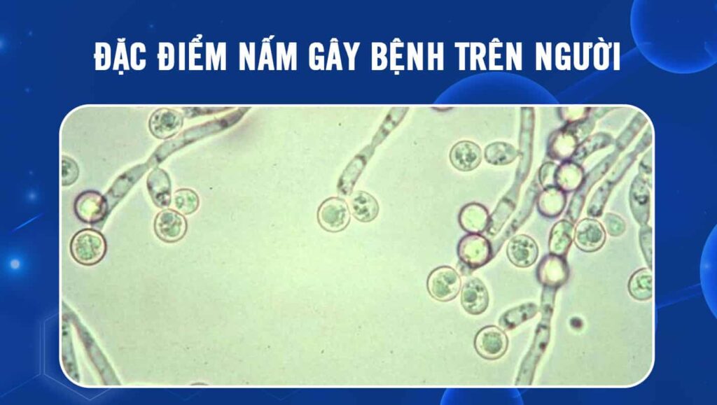 nấm gây bệnh