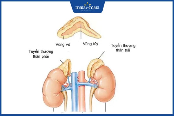 Rụng lông trên cơ thể